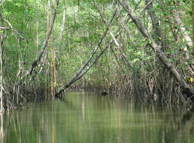 Reserva Ecológica Manglares Cayapas-Mataje